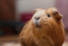 A Few Answers to How Long Do Guineas Pigs Live?