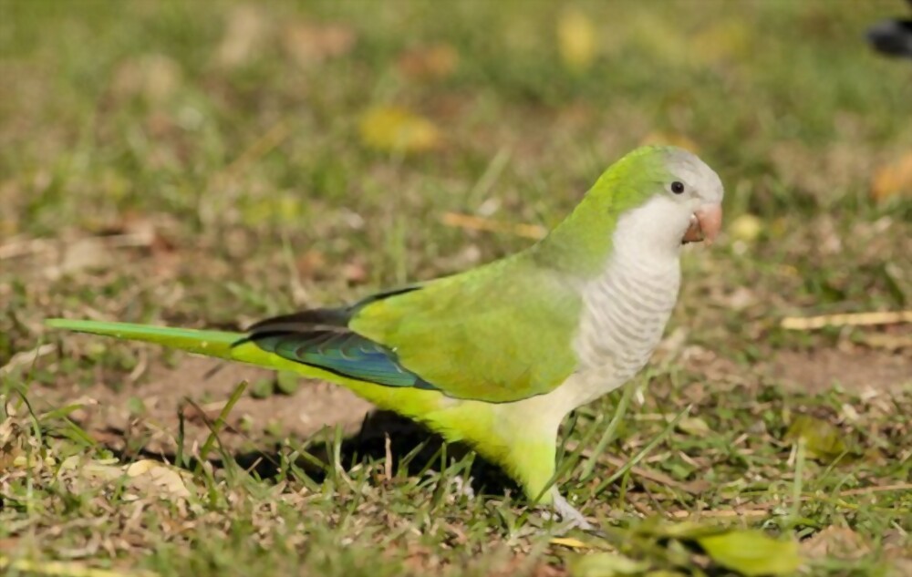 All About The Quaker Parrot