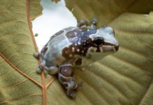 Amazon Milk Frog Care - Caring For Your Frog