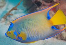 Angelfish: Raising Your Aquarium Fish