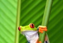 Are Tree Frogs Dangerous?