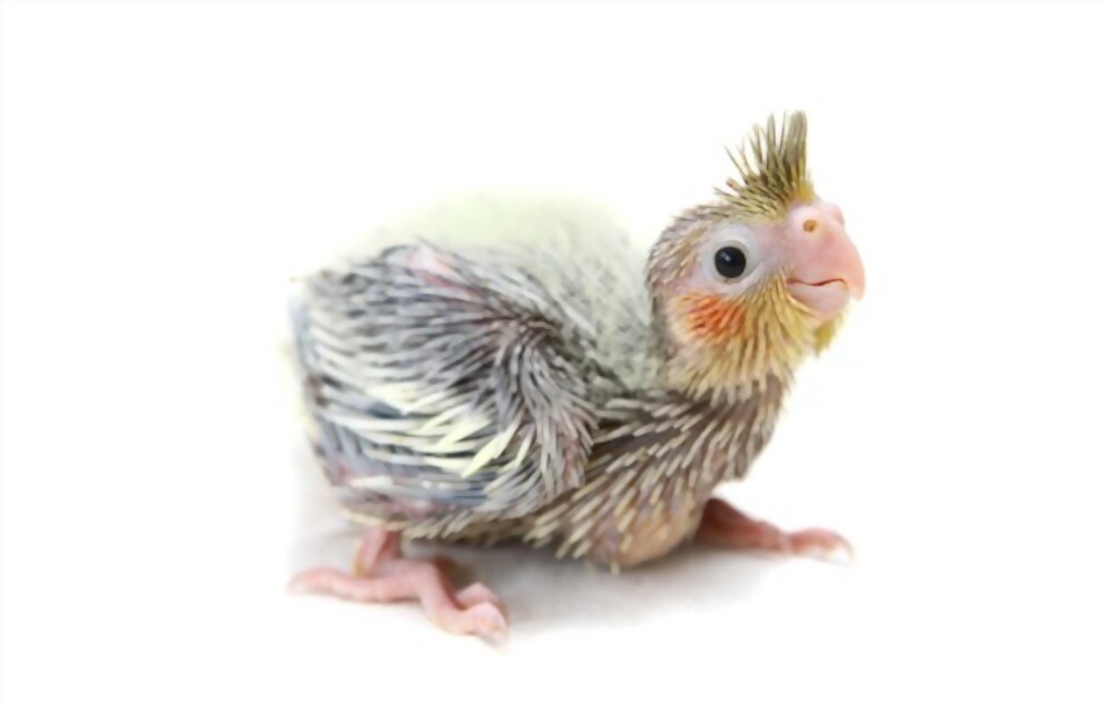 Baby Cockatiels A Beginner's Guide on Caring For Cockatiels