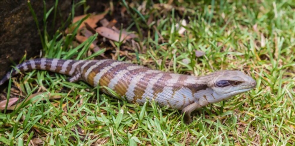 Blue Tongued Skink - Information That You Need to Know 