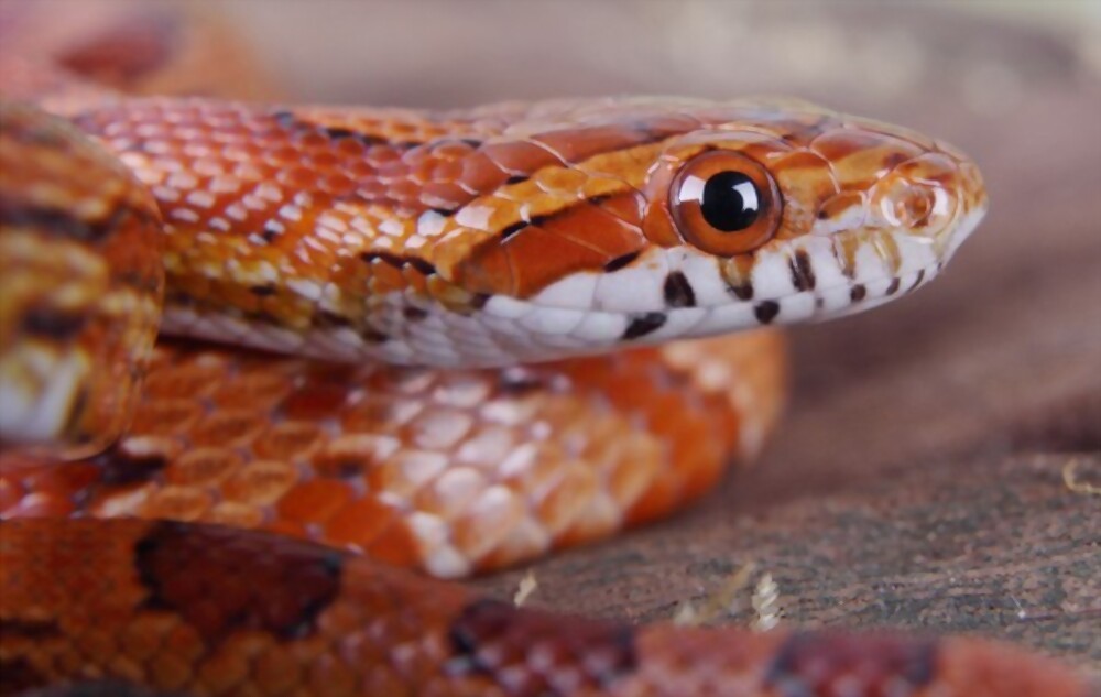 How is Long Does Corn Snakes Live?