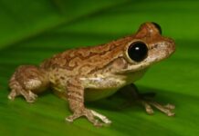 Cuban Tree Frog Poisoning: Are Salicylates a Real Problem For the Cuban Tree Frog?