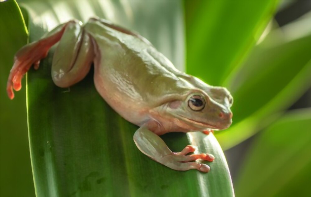 Facts About the Green Tree Frog