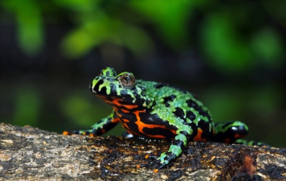 Fire Bellied Toad image