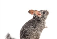 How Long Do Chinchillas Live?