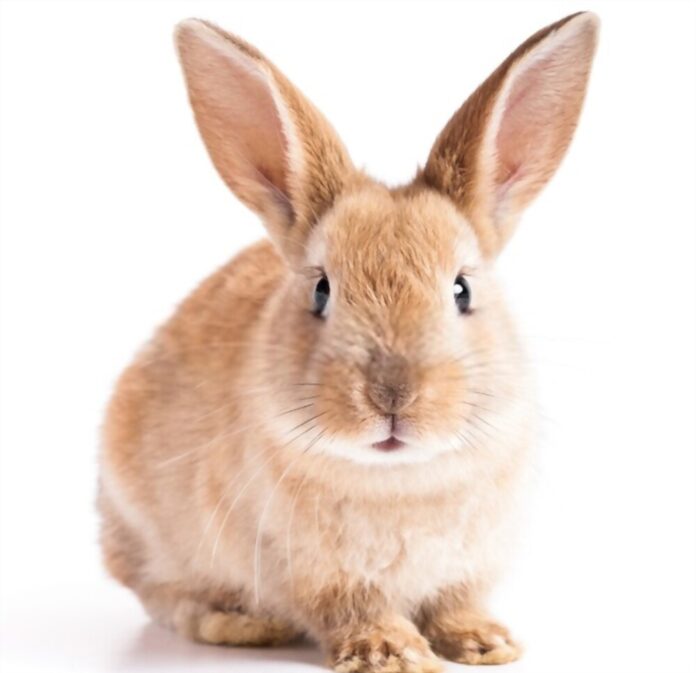 How Long Do Rabbits Live?