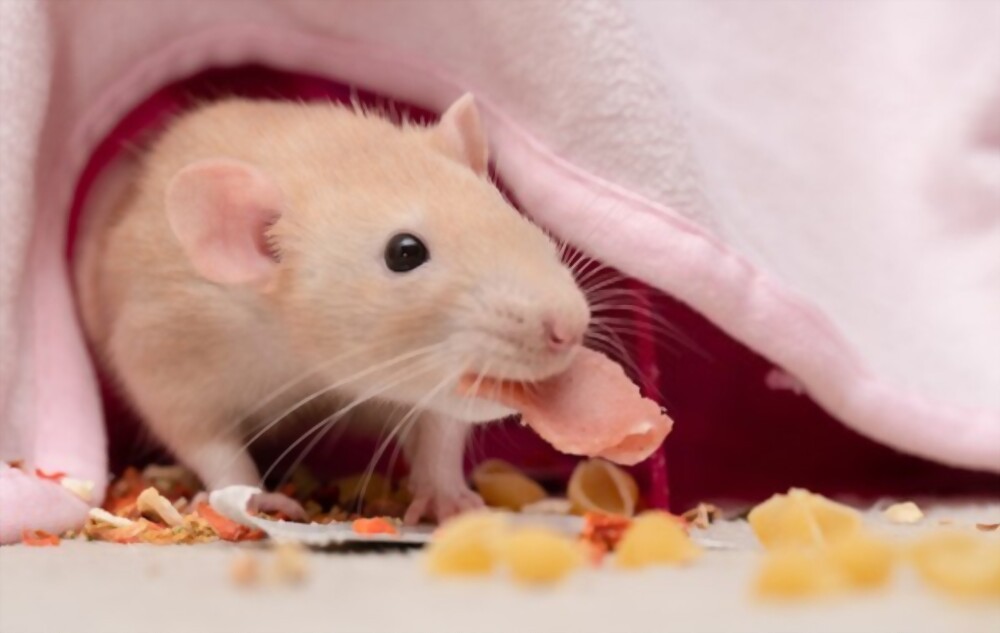 How Long Does Pet Rats Living?