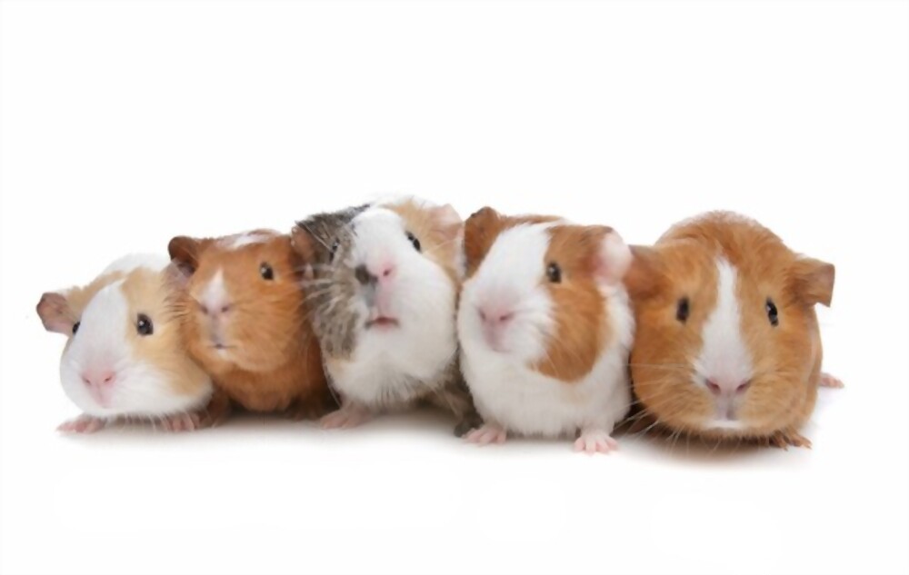 How Much Do Guinea Pigs Cost?