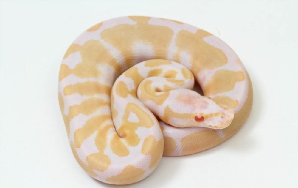 How Much is an Albino Ball Python?