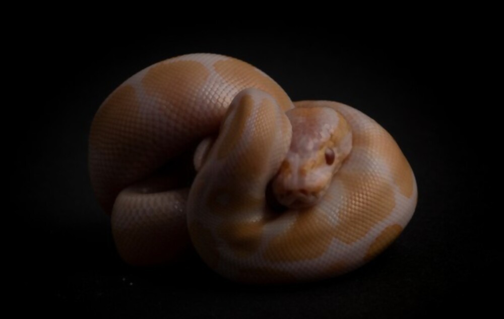 How Much is an Albino Ball Python?