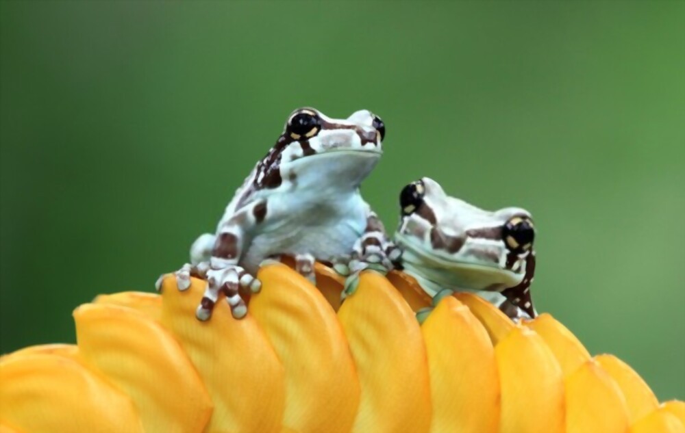 Where is the Amazon Milk Frog From?