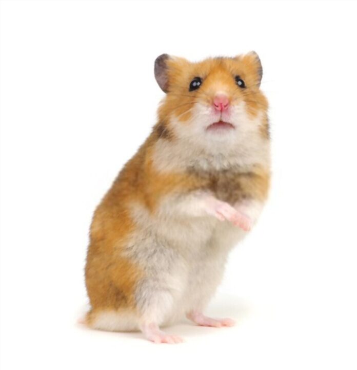 How long do hamsters live?