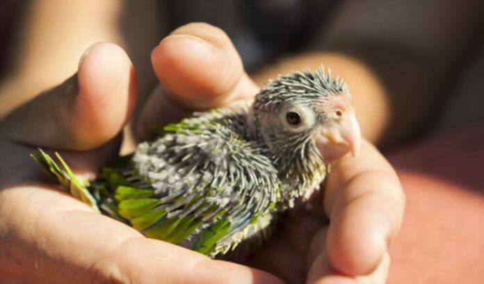How to Interact With Your Baby Parakeet