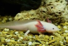 How to Keep Axolotl Tank Cool
