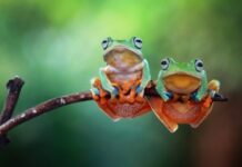 Identifying Tree Frogs Vs. Salamanders