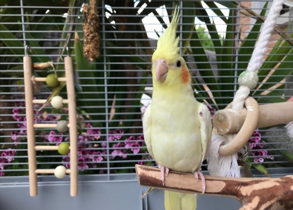 Information About Cockatiels