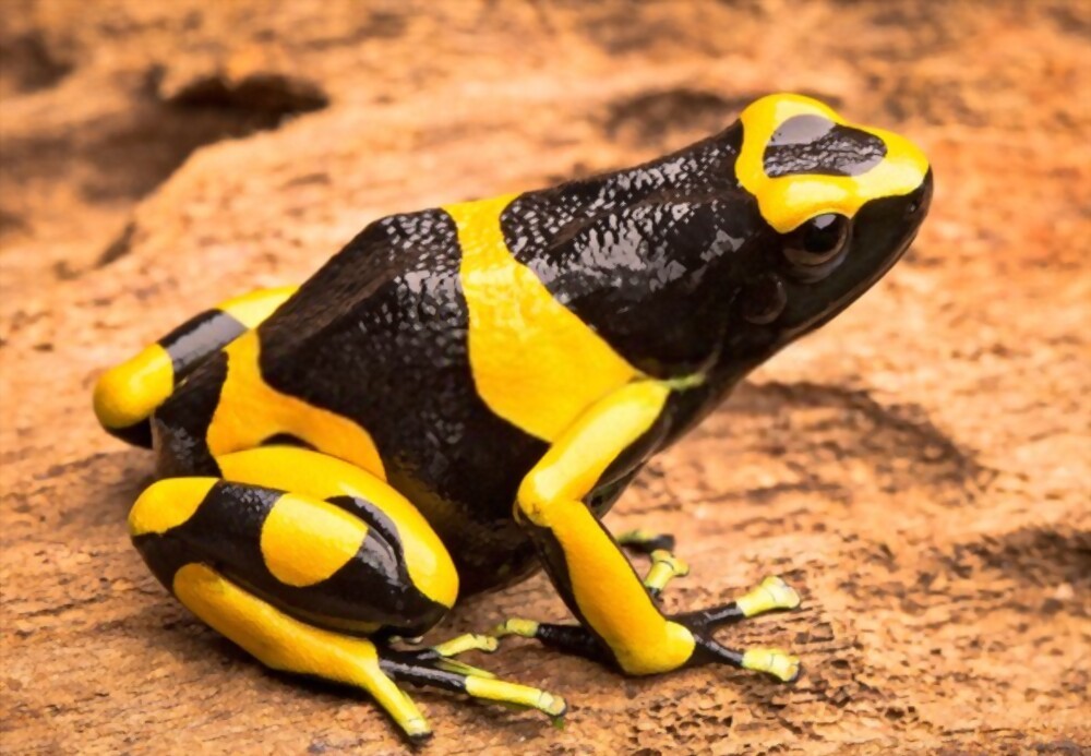 Dart Frog: Is the Dart Frog Poisonous?