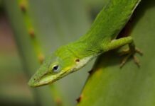 Learning How to Care For a Green Anole