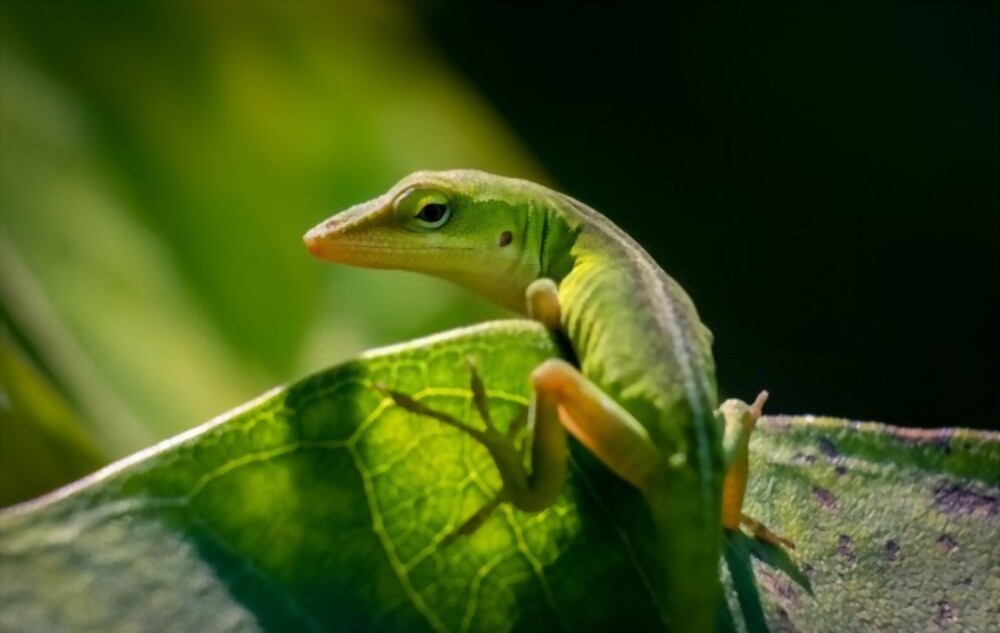 Learning How to Care For a Green Anole