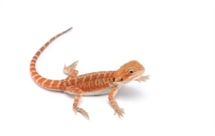 Red Bearded Dragon Pictures