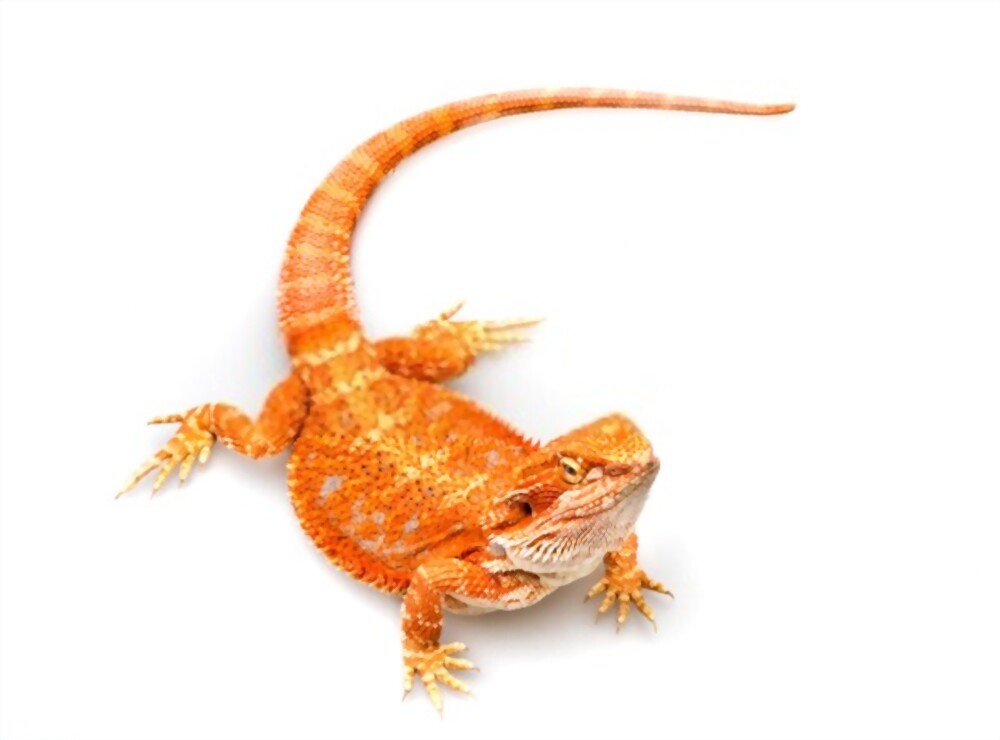 Red Bearded Dragon Pictures