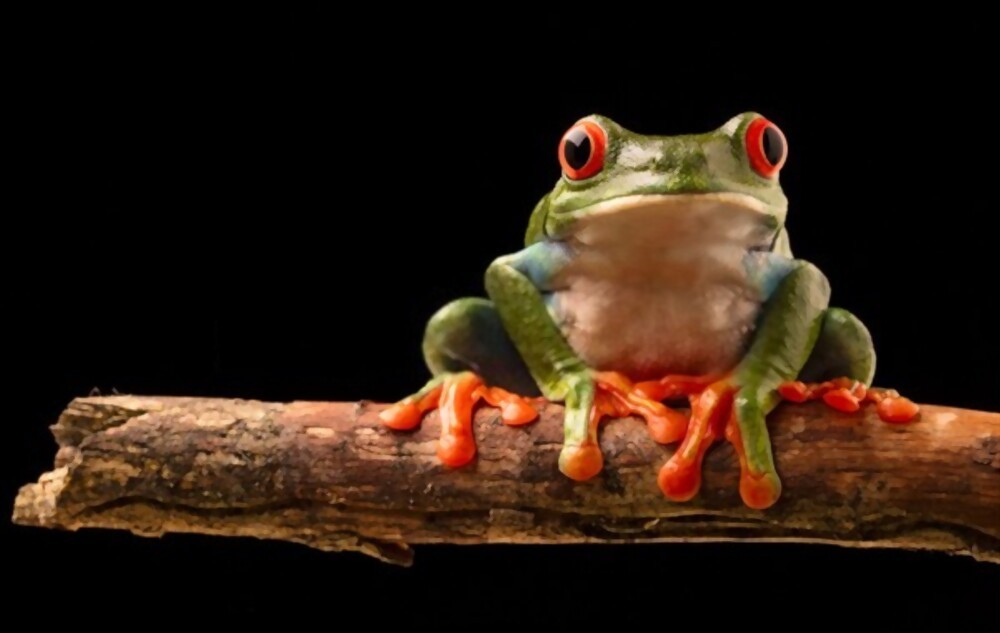 Red Eared Tree Frog Information About the Red Eyed Tree Frog
