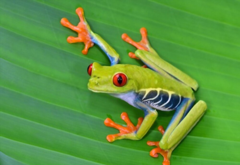 Red Eared Tree Frog - Information About the Red Eyed Tree Frog