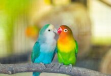 Taking Care of Your Lovebirds