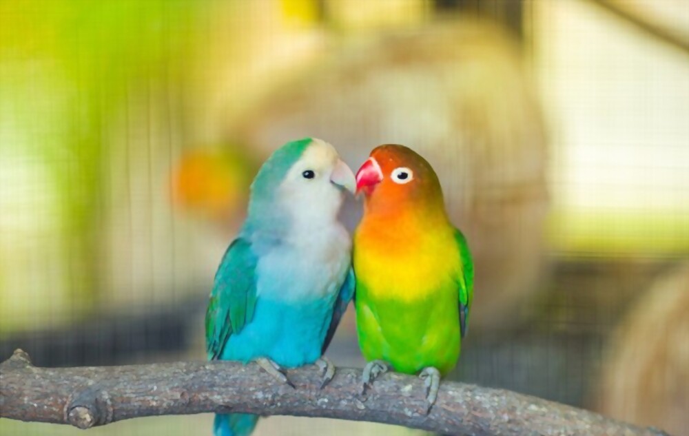 Taking Care of Your Lovebirds