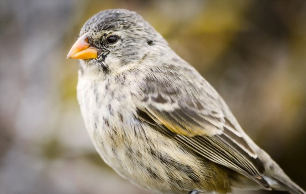 The Benefits Of Keeping Galapagos Finches