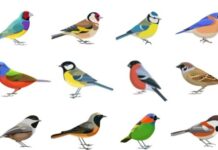 Types of Finches and Their Care Needs