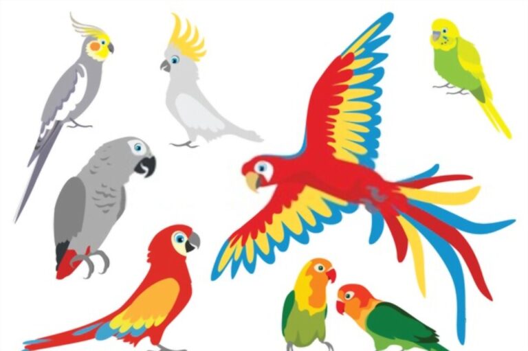 Types of Parrots and Their Descriptions