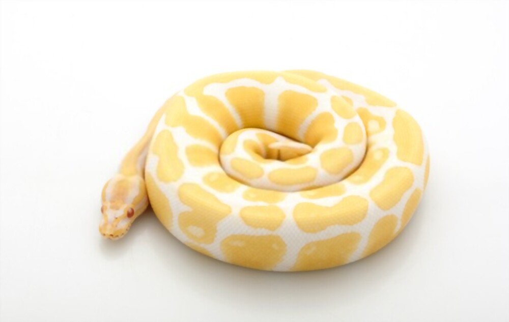 What Are Albino Ball Pythons Good Pets?