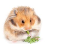 What Do Hamsters Eat