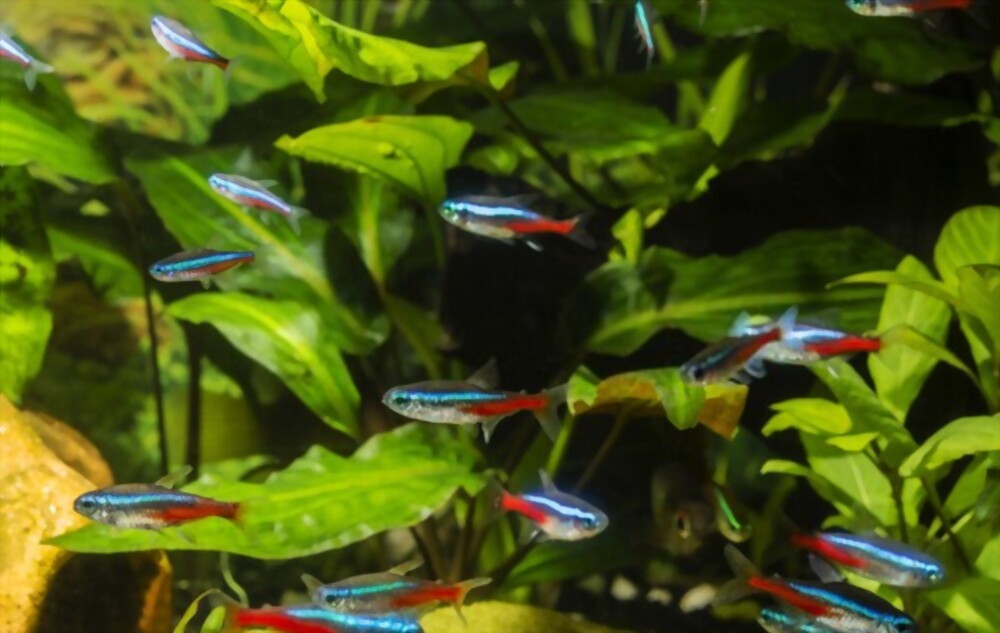 What Does Neon Tetra Eating?