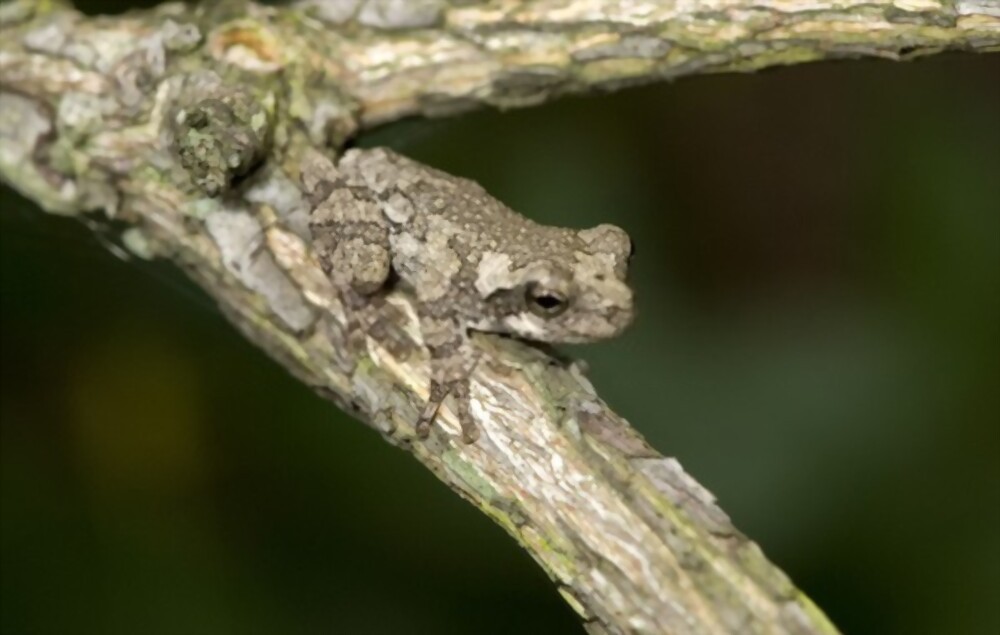 What Is a Gray Tree Frog