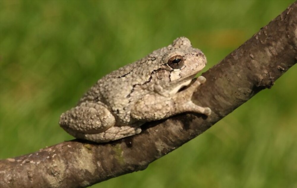 What Is a Gray Tree Frog?