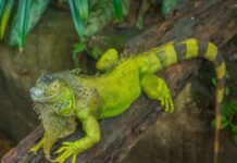 What to Feed Green Iguanas
