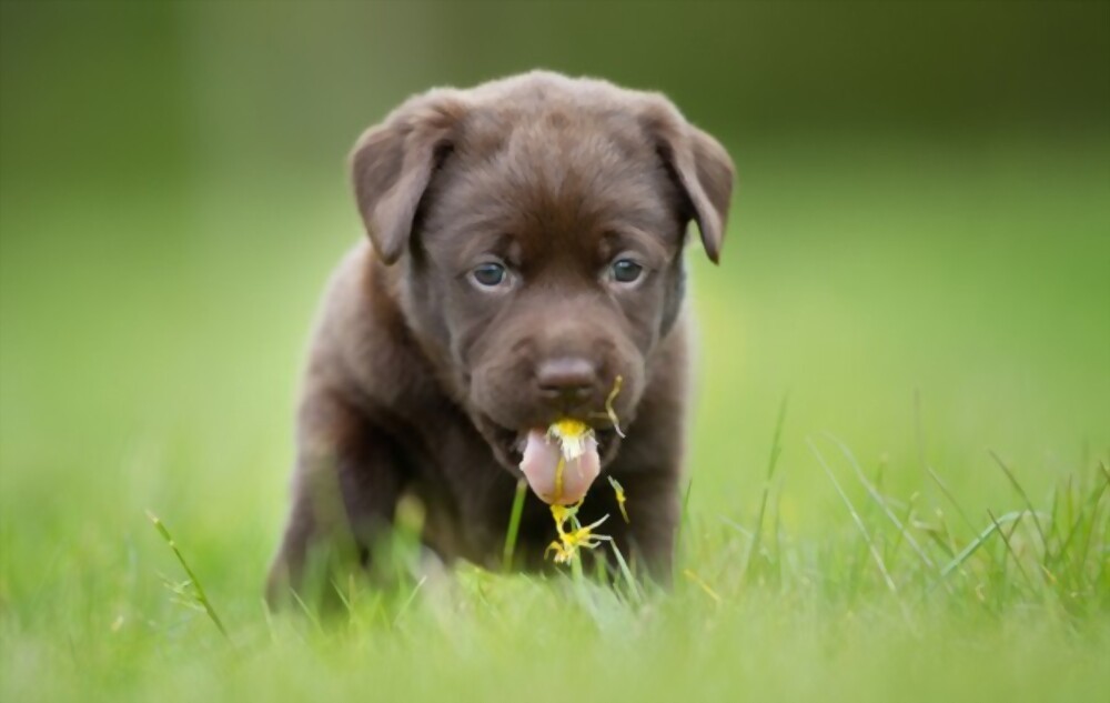 Why Do Dogs Eat Grass Also, What You Can Do About It
