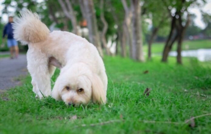Why Do Dogs Eat Grass - And What You Can Do About It