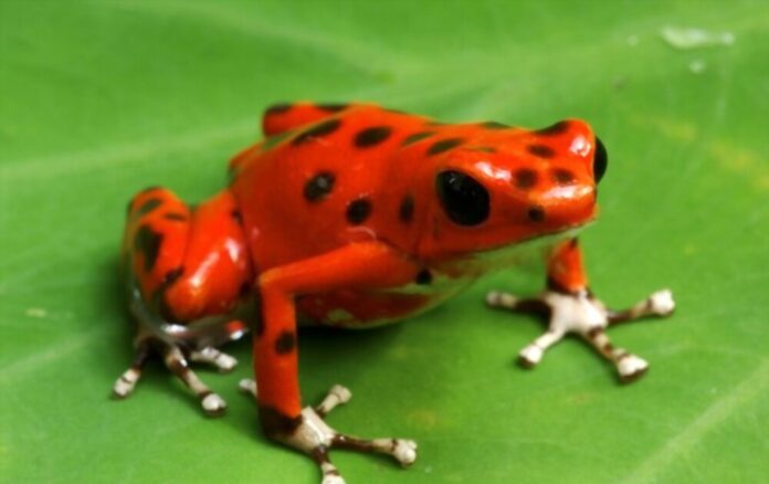 A Stink to Consider When Deciding Between a Scorpion and a Strawberry Poison Dart Frog