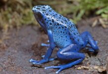 How To Catch Blue Poison Dart Frog