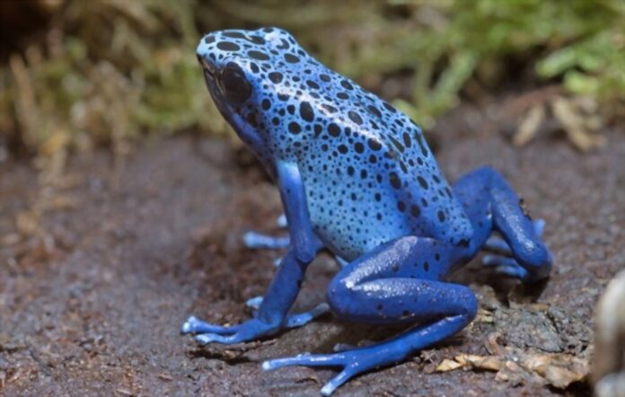 How To Catch Blue Poison Dart Frog