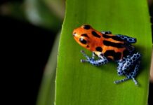 How to Properly Care For Your Dart Frog