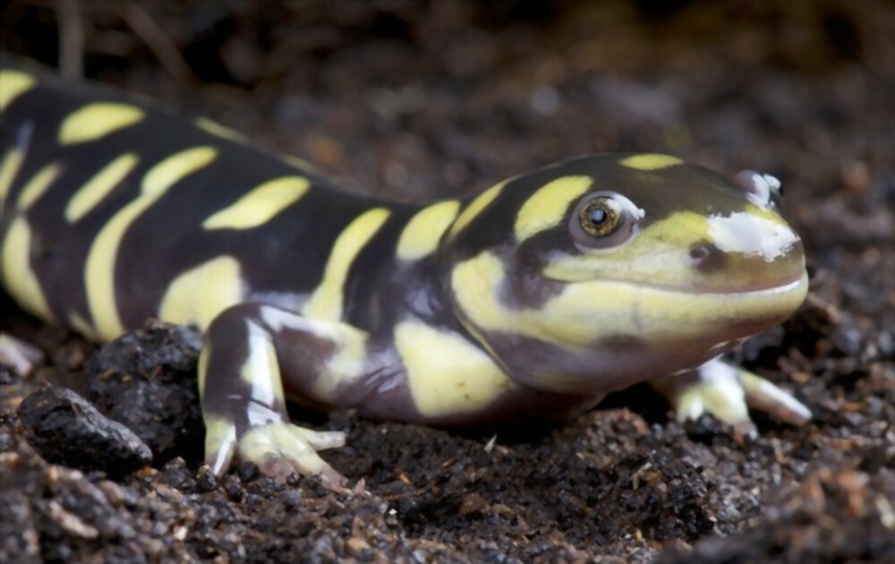 Information About The Tiger Salamander