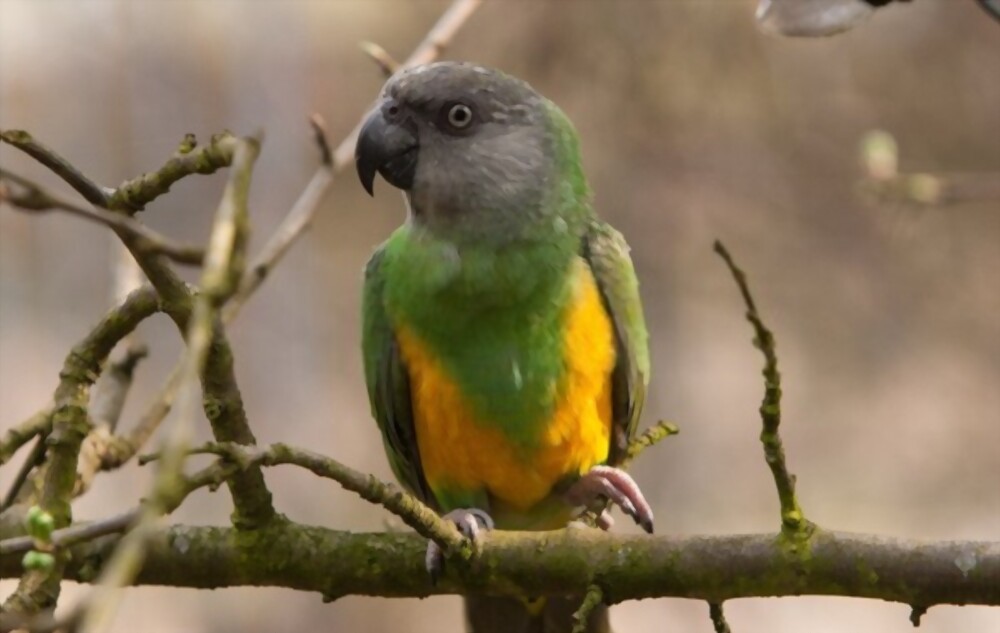 Senegal Parrot Personality