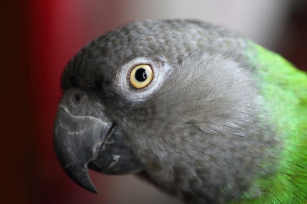 Tips on Taking Care of Your Senegal Parrot 